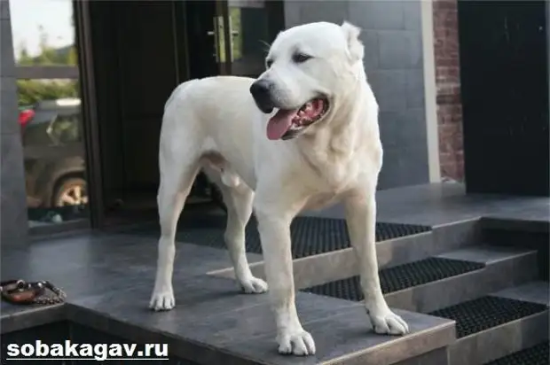 Среднеазиатская овчарка собака. Описание, особенности, уход и цена породы