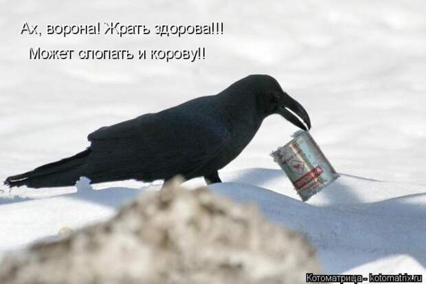 Забавные животные (50 фото)