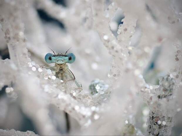 Очаровательные стрекозы в фотографиях Типли Ремус