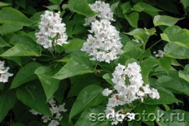 Катальпа прекрасная