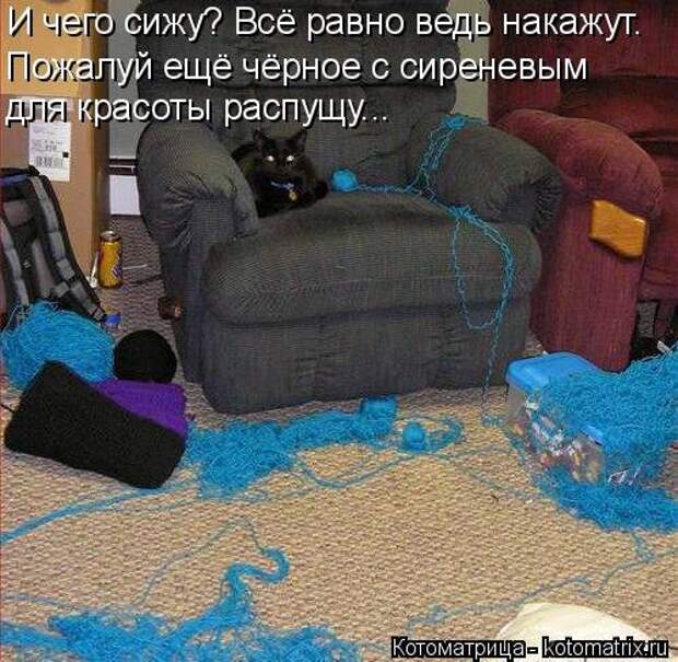 Новая отличная котоматрица (38 фото)