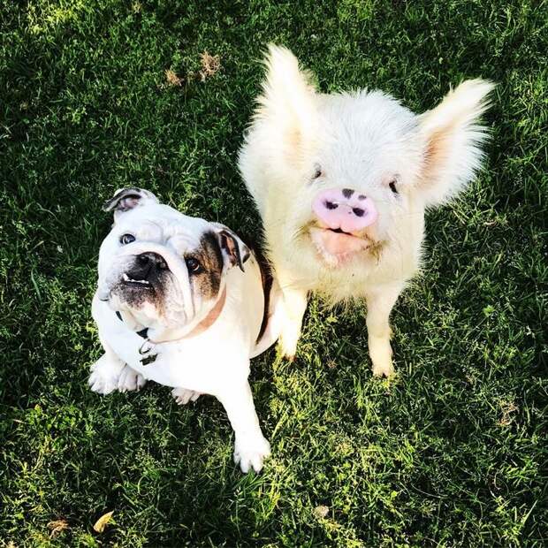 pig-puppy-olive-7