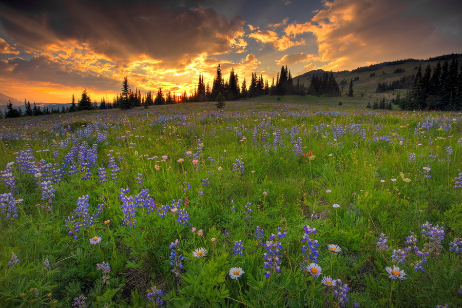 NewPix.ru - Национальный парк Маунт-Рейнир (Mount Rainier National Park) . Фотограф Kevin McNeal