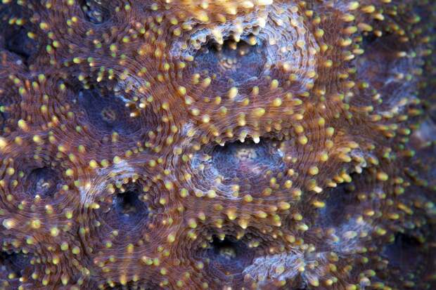 Corals10 Corals10 Макрофотографии кораллов