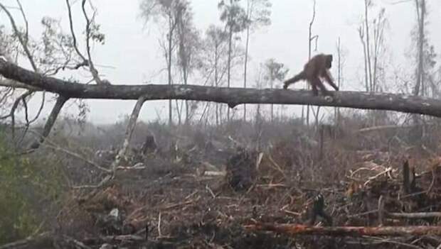 В Индонезии беспощадно вырубают леса, лишая животных естественной среды обитания Борнео, дерево, животные, индонезия, история, лес, орангутан