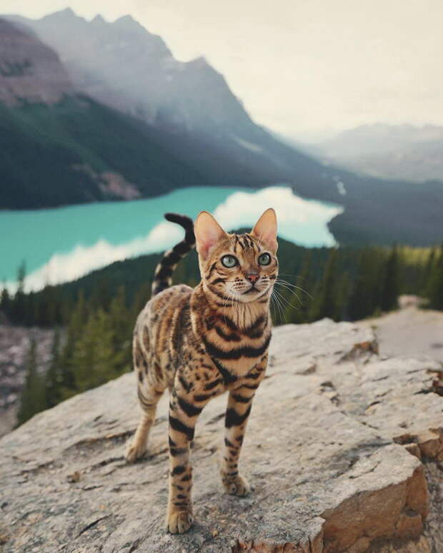 Кошка, которая путешествует больше каждого из нас Кошка, которая путешествует больше каждого из нас
