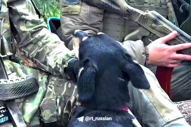 Российские военные рассказали о спасшей их собаке на СВО