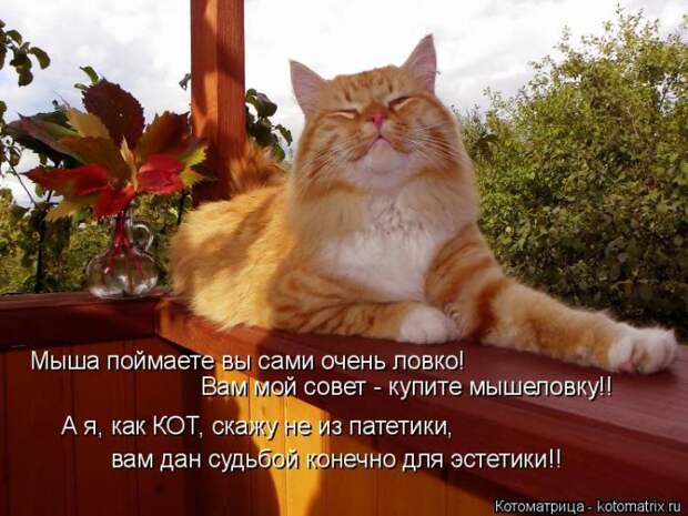 Лучшие котоматрицы недели (50 фото)