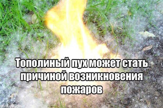 Тополиный пух представляет серьезную пожарную опасность. Фото 2 РОНПР Управления по СЗАО Главного управления МЧС России по г. Москве