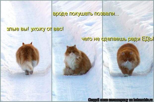 Лучшие котоматрицы недели (50 фото)