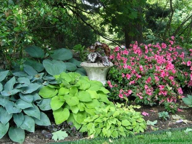 Растения для тенистого сада Растения для тенистого сада