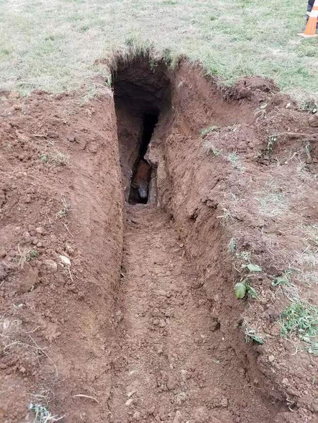 спасение коровы корова упала в яму