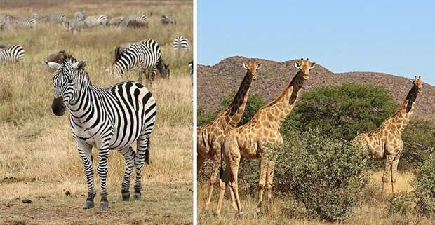 Как называют группы зебр и жирафов