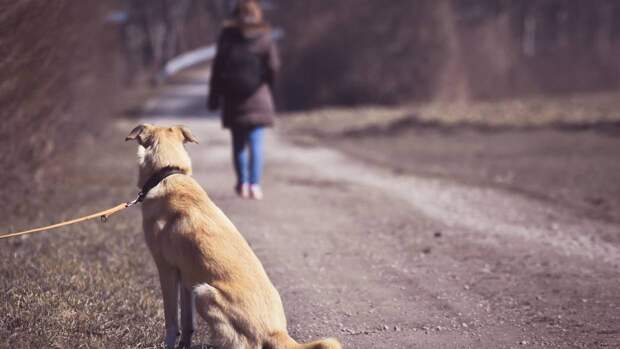 Стерилизовать или усыпить: волонтеры рассказали о ситуации с бездомными животными в Крыму