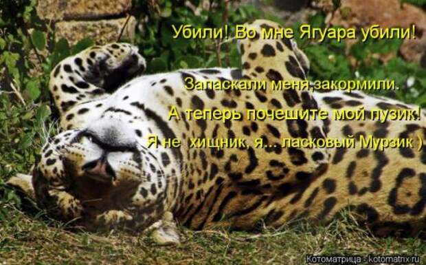 Котоматрицы(картинки с надписями)