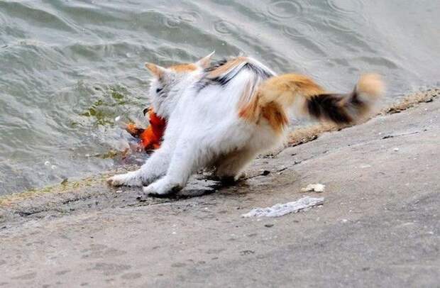 Фотоистория как кот поймал золотую рыбку животные, золотая рыбка, коты, рыбак