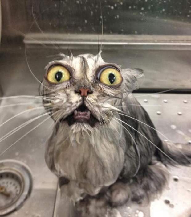 Кошки