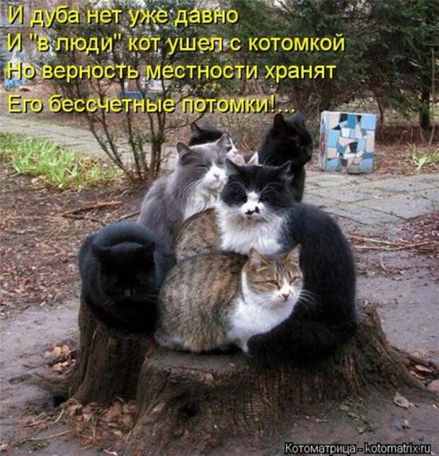 Лучшие котоматрицы недели (29 фото)