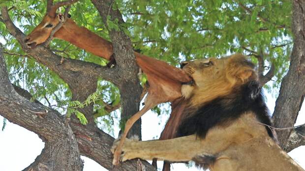 Хитрый лев крадет добычу леопарда с дерева: видео