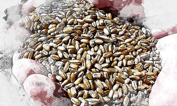 Регионы России неохотно покупают орловское зерно