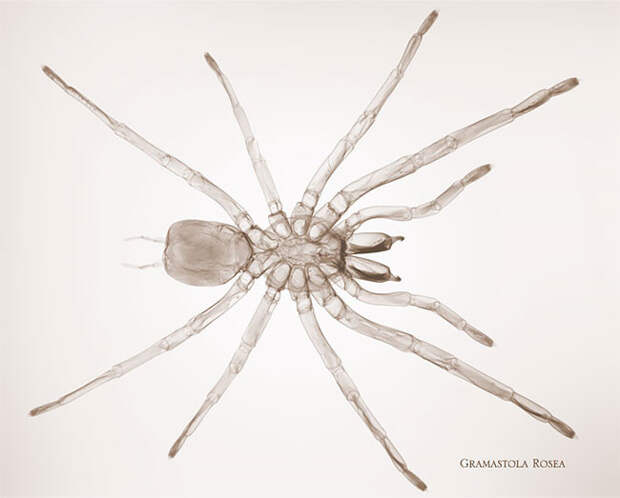 Фотограф-рентгенолог показывает мир насекомых изнутри мир изнутри, необычно, рентген, фото, фотограф