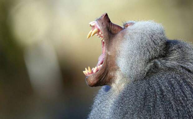 Выяснилось, как у млекопитающих появились сложные зубы