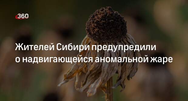 Жару до +36 градусов пообещали жителям Сибири в ближайшие дни