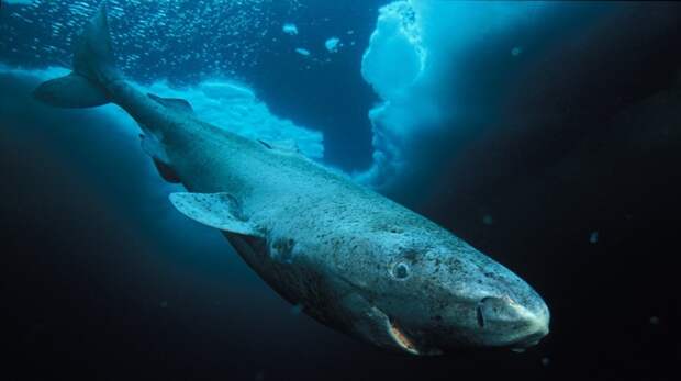 Киты — самые долгоживущие позвоночные на Земле интересное, мифы, наука