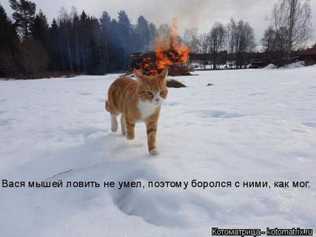 Забавные животные (50 фото)