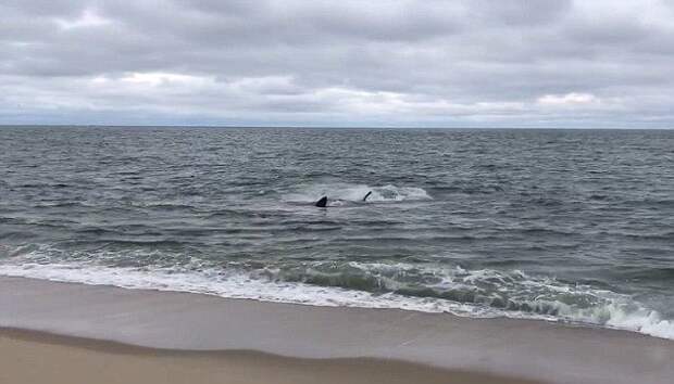 Выживший. Раненный акулой тюлень выплыл на берег к людям
