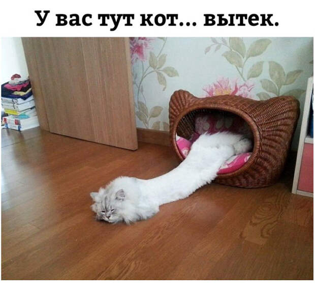 изображение: У вас тут кот ... вытек #Котоматрицы