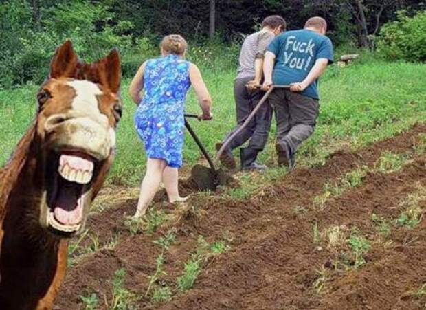 Или так дача, дачники, огородники, прикол, фото