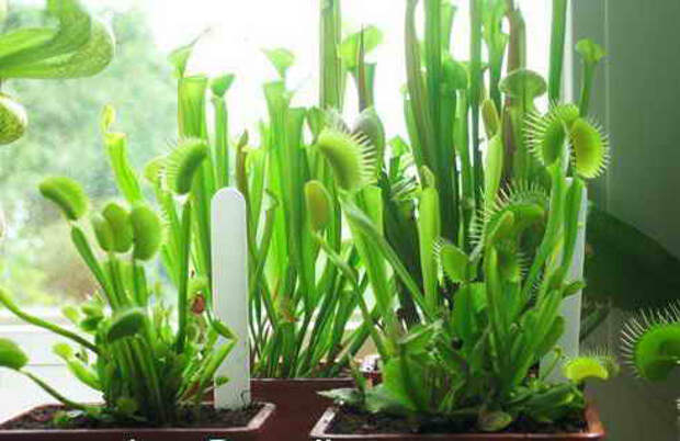 Комнатное растение Венерина мухоловка (Dionaea)