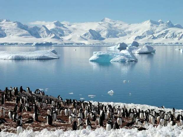 Пингвины - главное население Антарктики Антарктика, интересно, познавательно