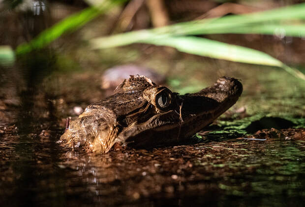 Подростка арестовали за издевательства над маленьким аллигатором