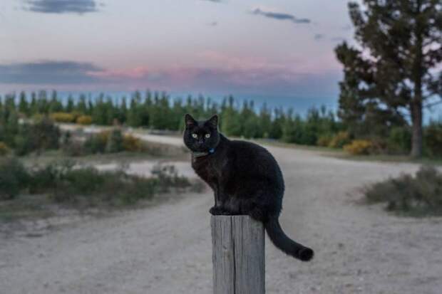 2,5 года парень путешествовал по Австралии со своей кошкой