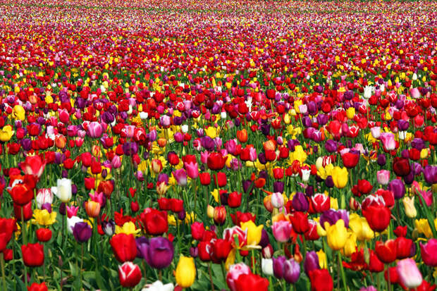 tulips11 Самые яркие тюльпаны со всего света