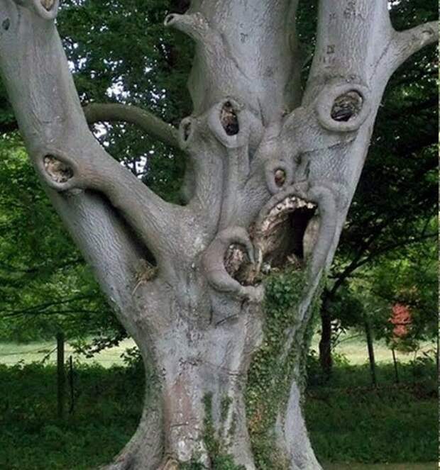 Дерево, которое кричит от ужаса бывает же такое, животные, интересное, природа, растения, ужасы