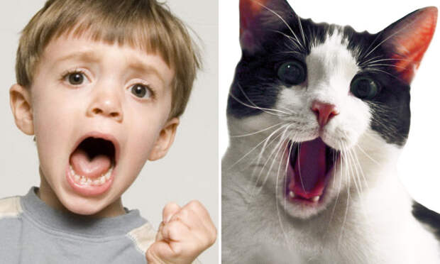 15 фотографий, на которых дети и животные выражают эмоции совершенно одинаково дети, животные, эмоции