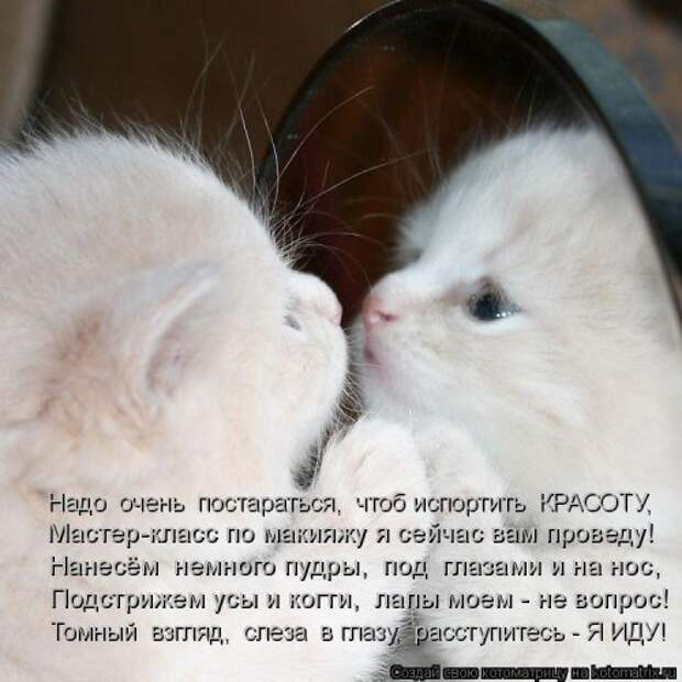 Свежая котоматрица на Бугаге (33 фото)