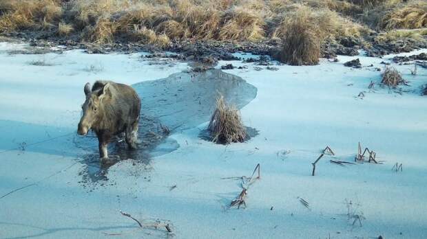 В Окском заповеднике фотоловушка запечатлела лося и лисицу на тонком льду