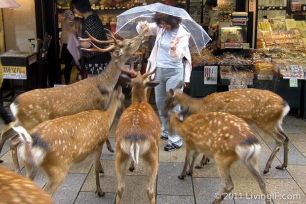 Это был спокойный японский городок, пока его не заполонили сотни оленей