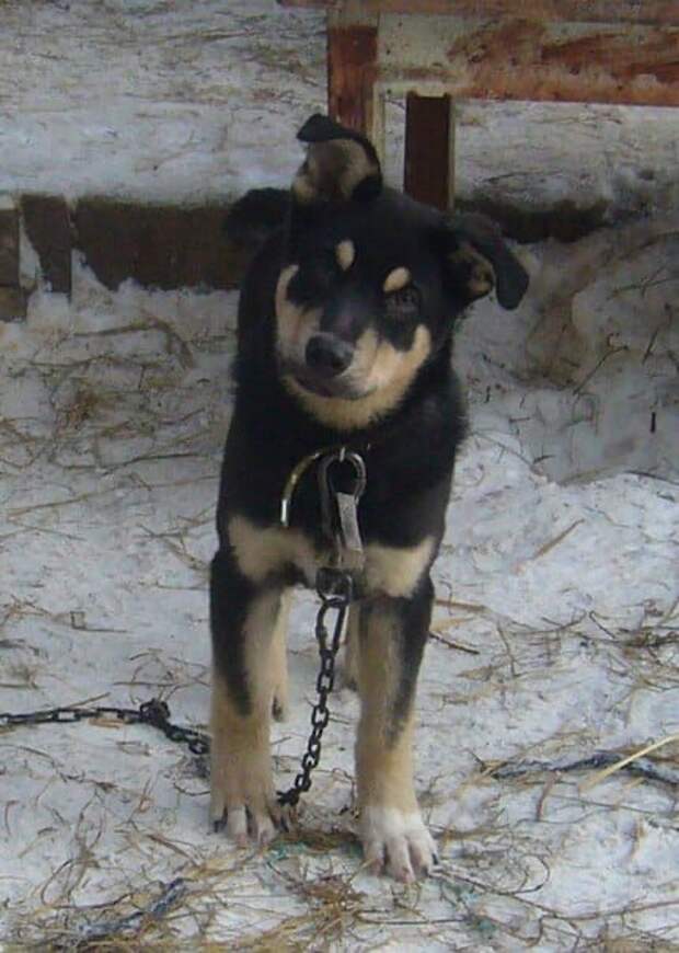 щенок на улице