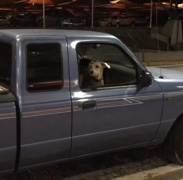 dog2