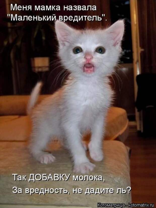 Котоматрицы(картинки с надписями)