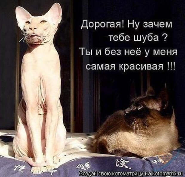 изображение: Дорогая? Ну зачем тебе шуба? Ты и без нее у меня самая красивая!!! #Котоматрицы