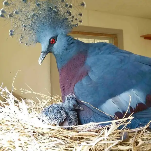    Victoria crowned pigeon