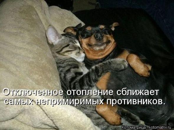Котоматрицы (картинки с надписями)