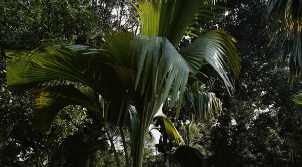 Талипотовая пальма Соцветие талипотовой пальмы может вырасти до девяти метров в высоту. Всю конструкцию составляют маленькие цветки, которых может набраться целый миллион. Спустя тридцать лет роста пальма начинает плодоносить и умирает сразу по истечении этого периода.