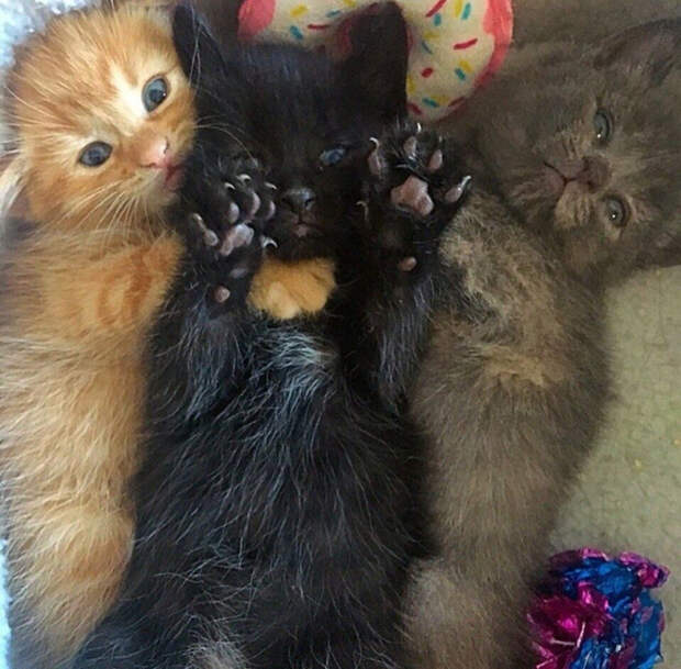 j-aT7AcvoBU (700x687, 489Kb)